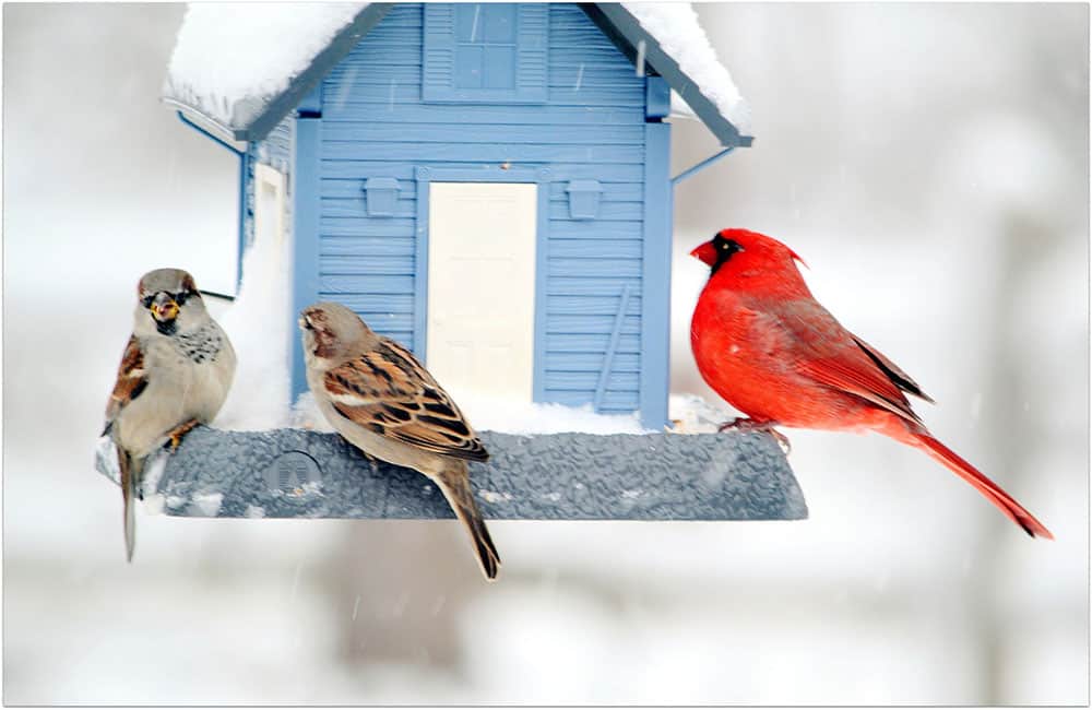 Where is the Best Place to Put a Bird Feeder in Your Garden Bird Watch HQ