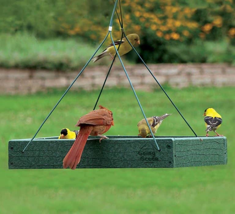 Where is the Best Place to Put a Bird Feeder in Your Garden Bird Watch HQ