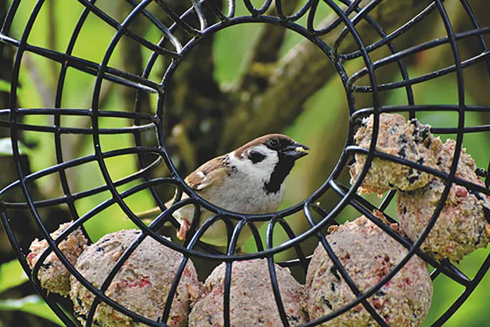 Feeding Birds Suet Everything You Need to Know Bird Watch HQ